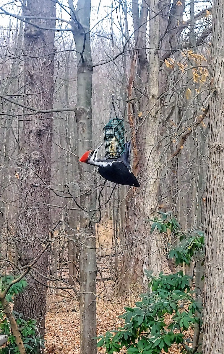 Pileated Woodpecker - ML645838491