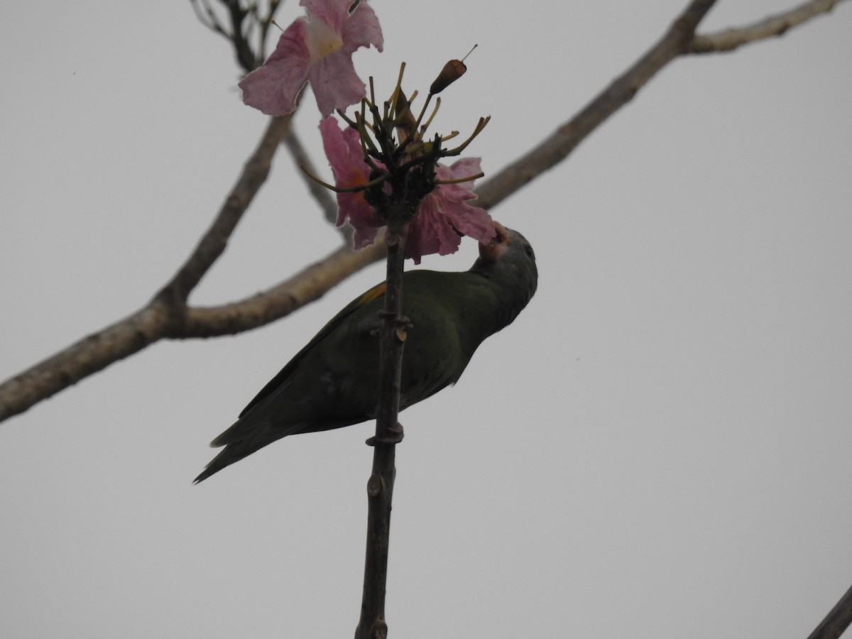 White-winged Parakeet - ML645838492