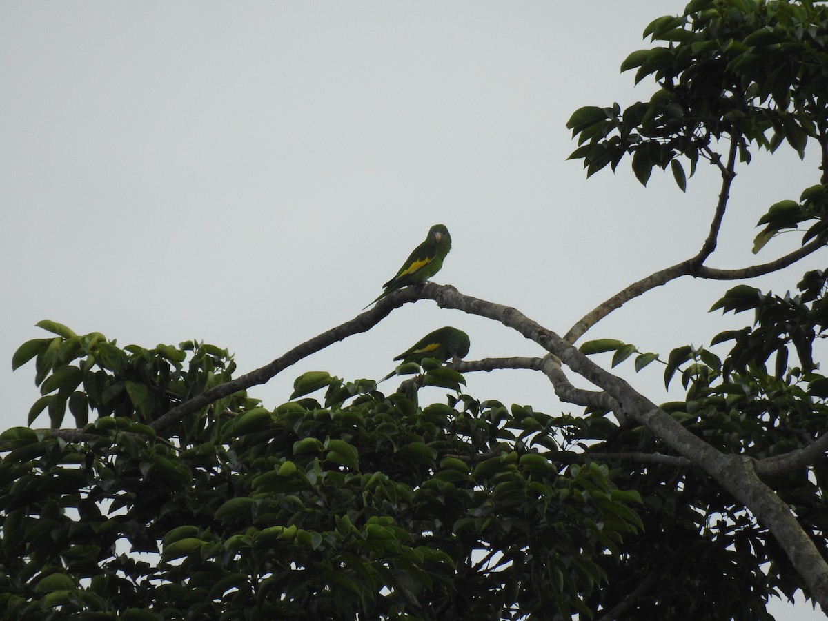 White-winged Parakeet - ML645838493