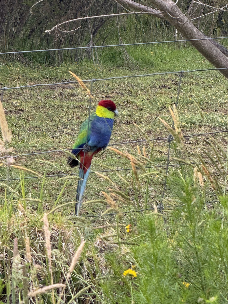 Red-capped Parrot - ML645838497