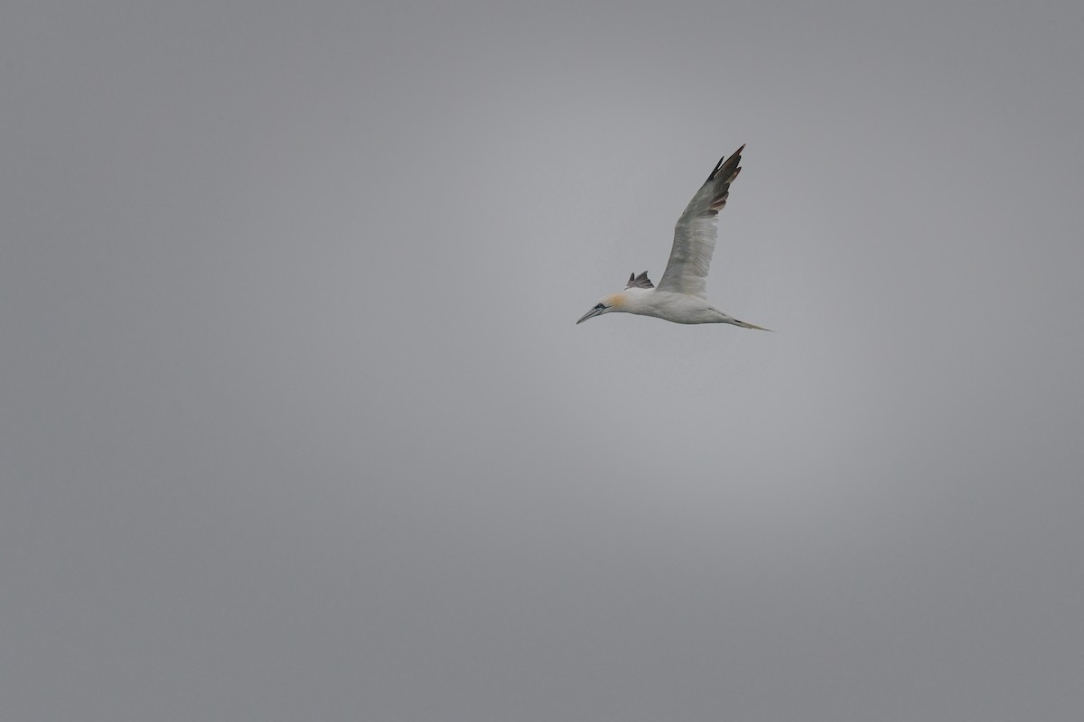 Northern Gannet - ML645838505