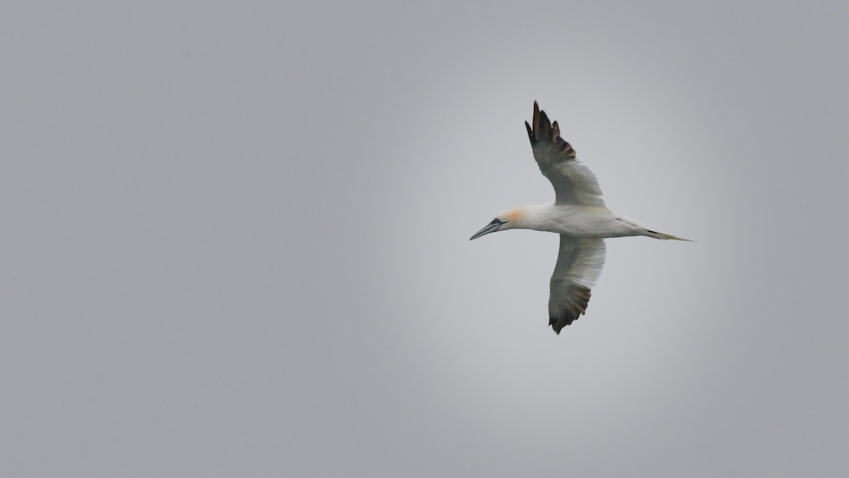 Northern Gannet - ML645838506