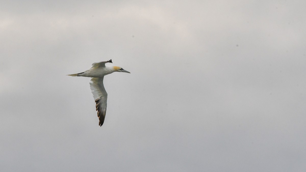 Northern Gannet - ML645838507