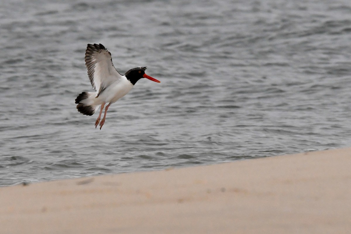 American Oystercatcher - ML645838526