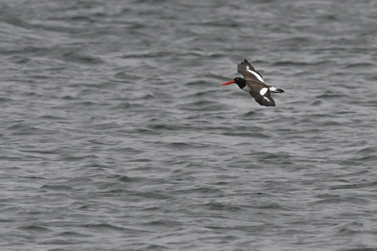 American Oystercatcher - ML645838527