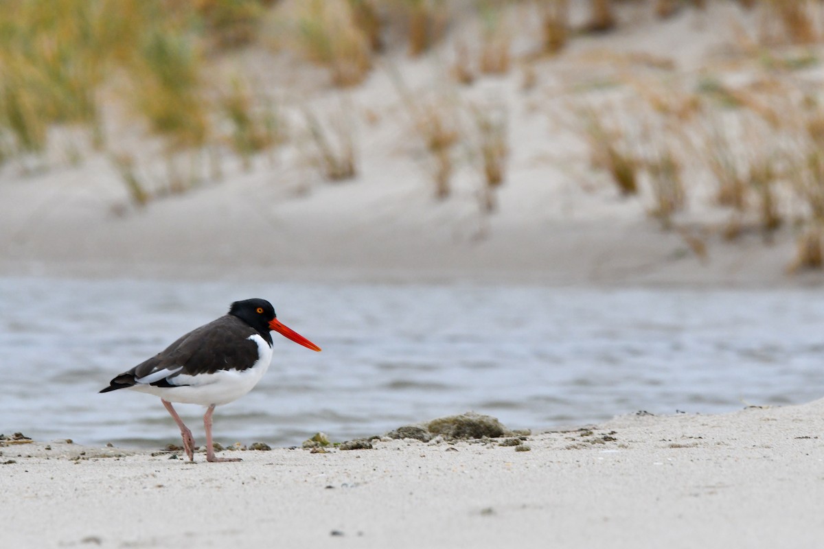 American Oystercatcher - ML645838528