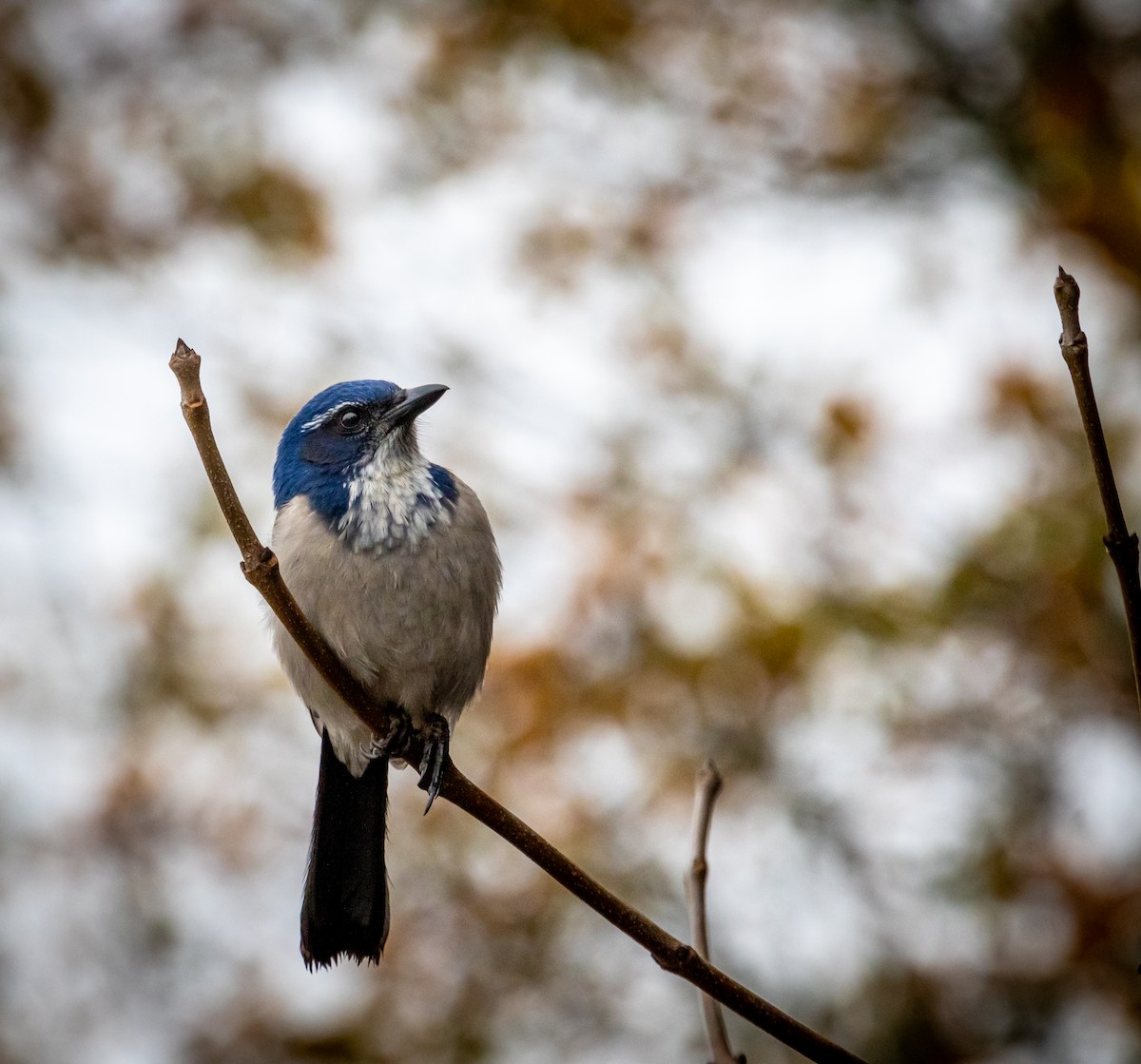 California Scrub-Jay - ML645838529