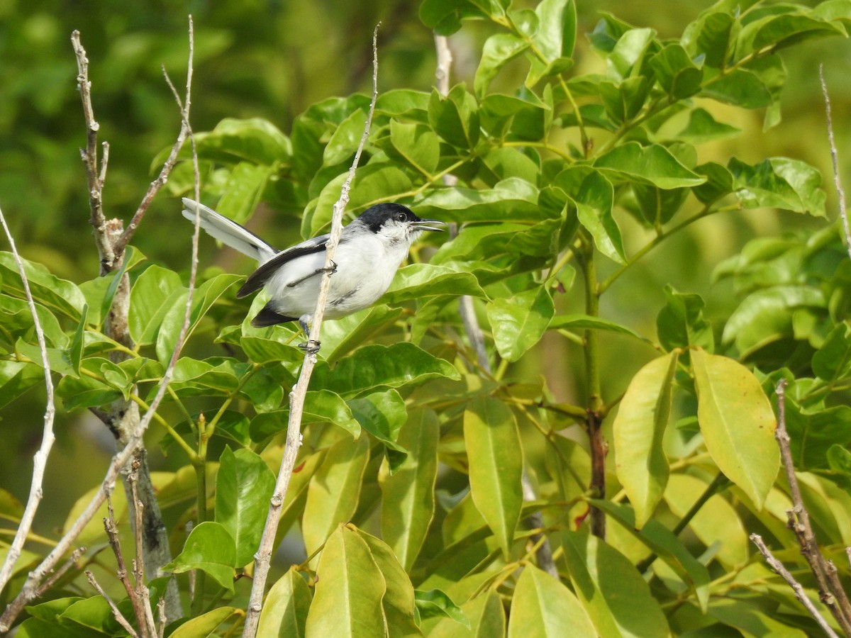 Tropical Gnatcatcher - ML645838532