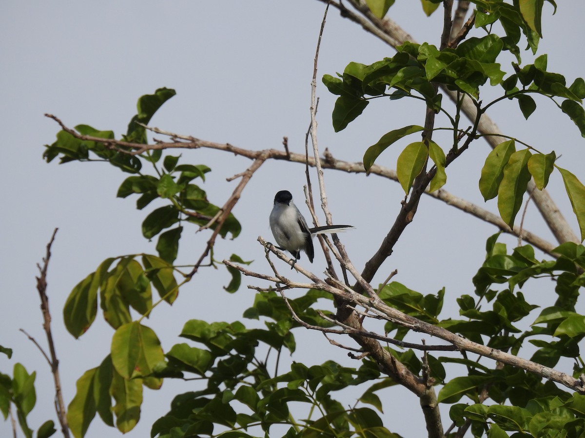Tropical Gnatcatcher - ML645838533