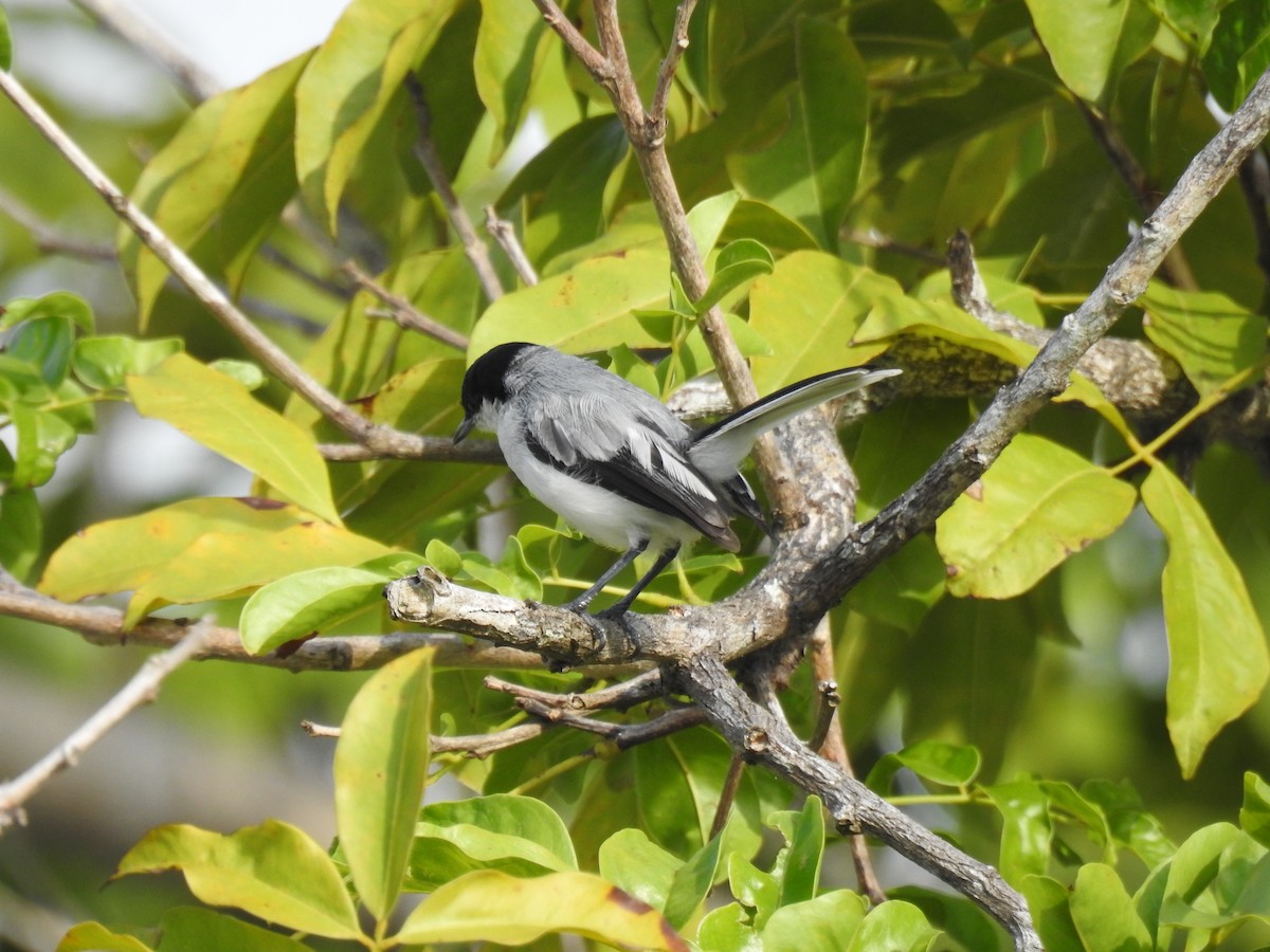 Tropical Gnatcatcher - ML645838534