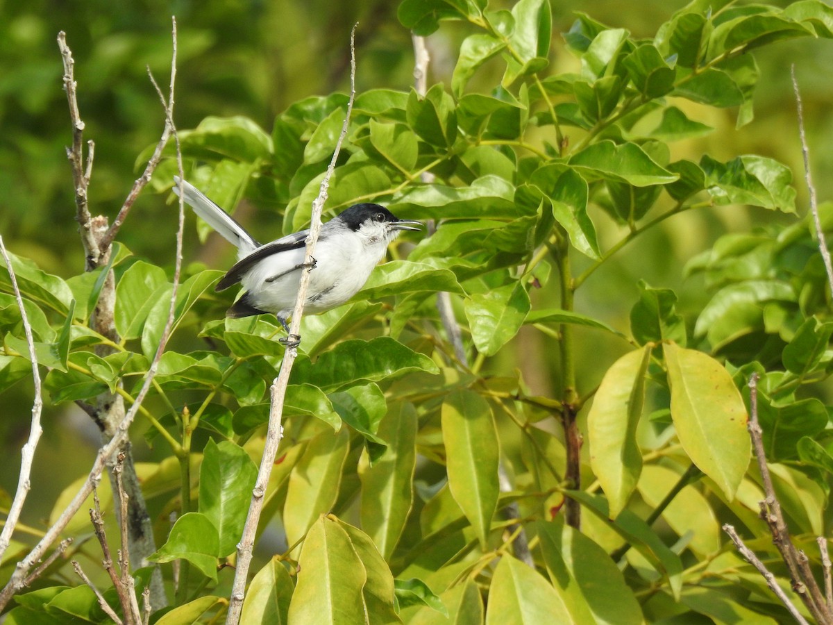 Tropical Gnatcatcher - ML645838535
