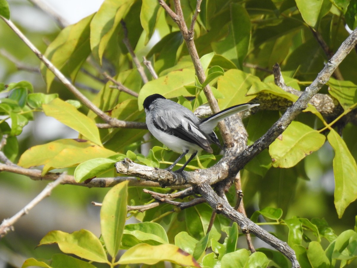 Tropical Gnatcatcher - ML645838536