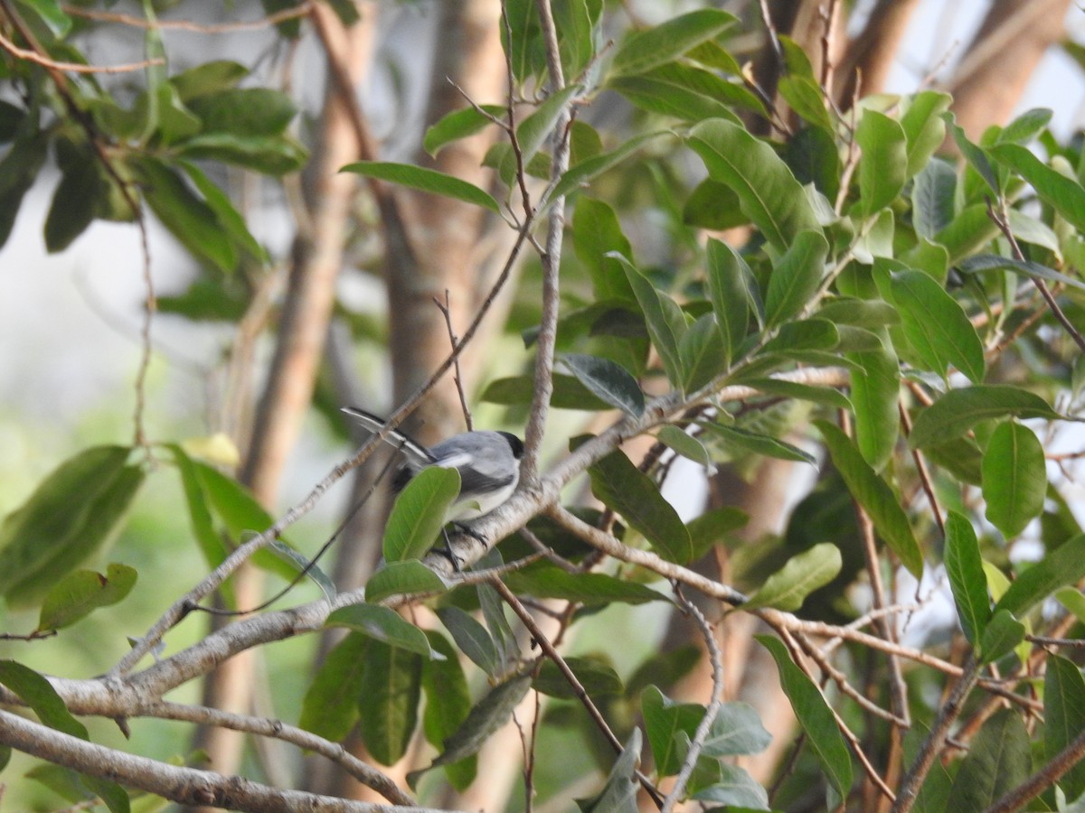 Tropical Gnatcatcher - ML645838537