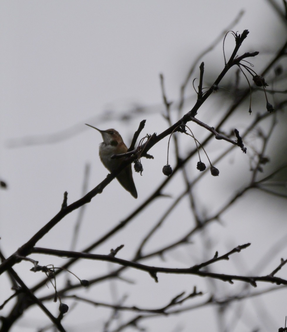 Rufous Hummingbird - ML645838538