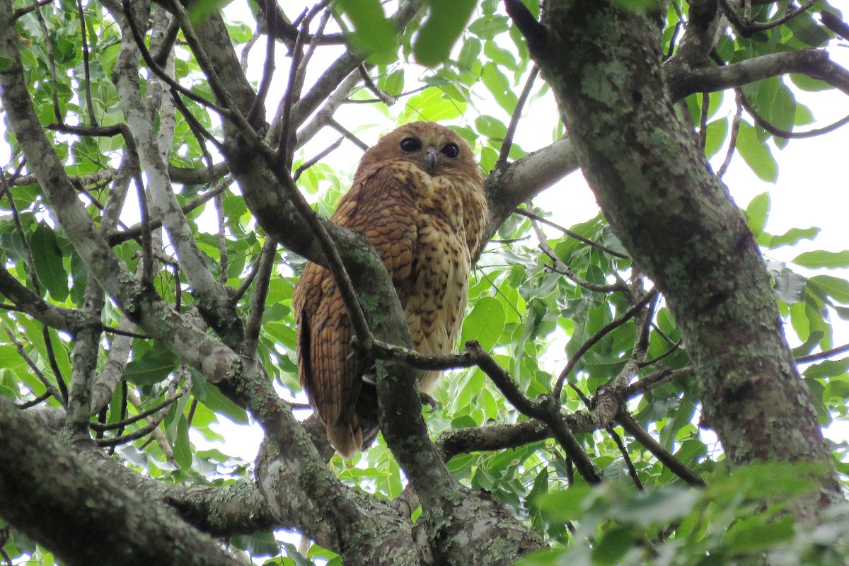 Pel's Fishing-Owl - ML645838545