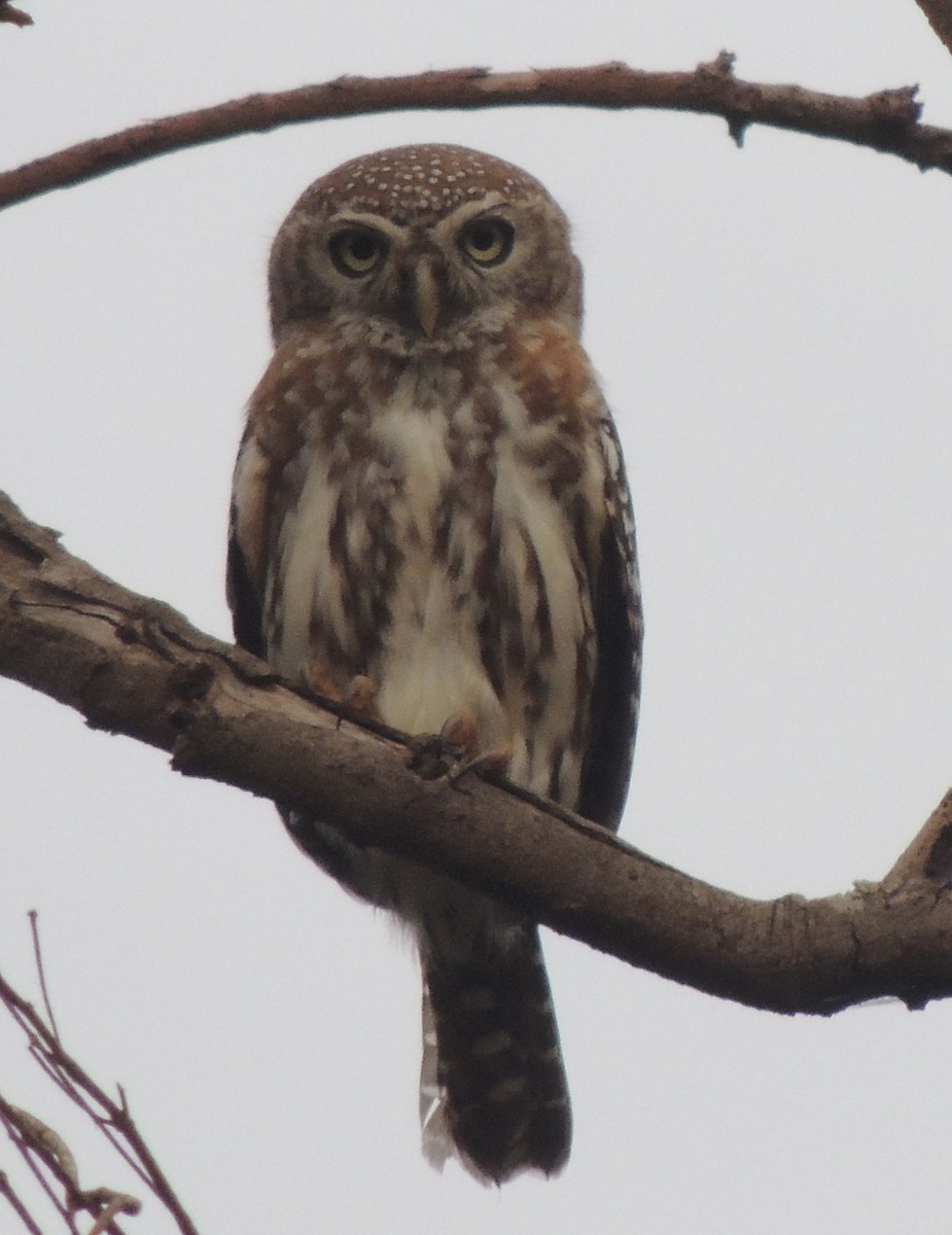 Pearl-spotted Owlet - ML645838547