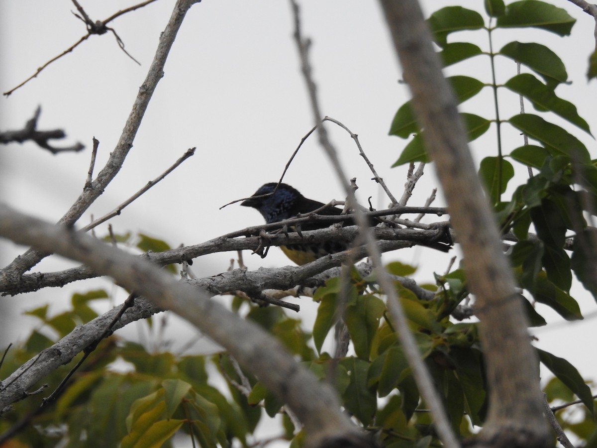 Turquoise Tanager - ML645838549