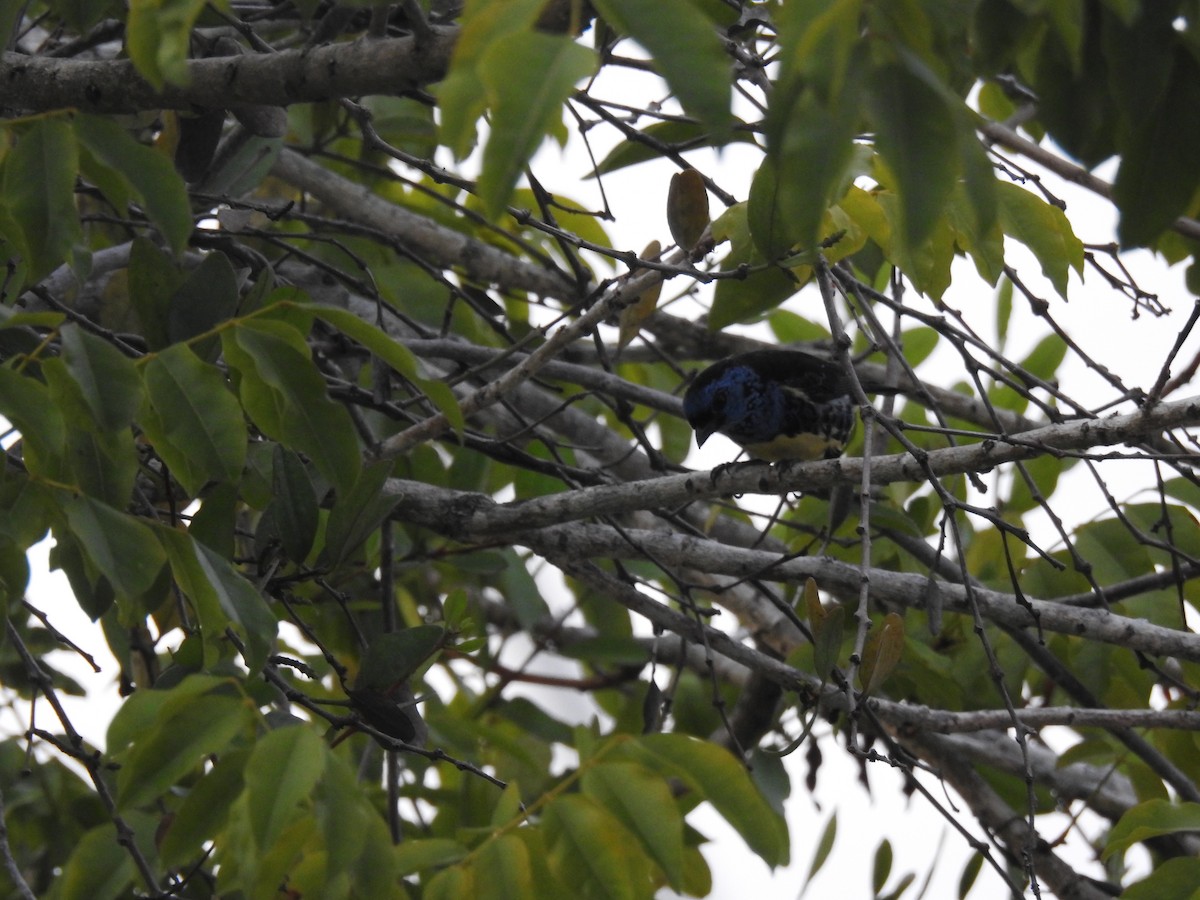 Turquoise Tanager - ML645838550