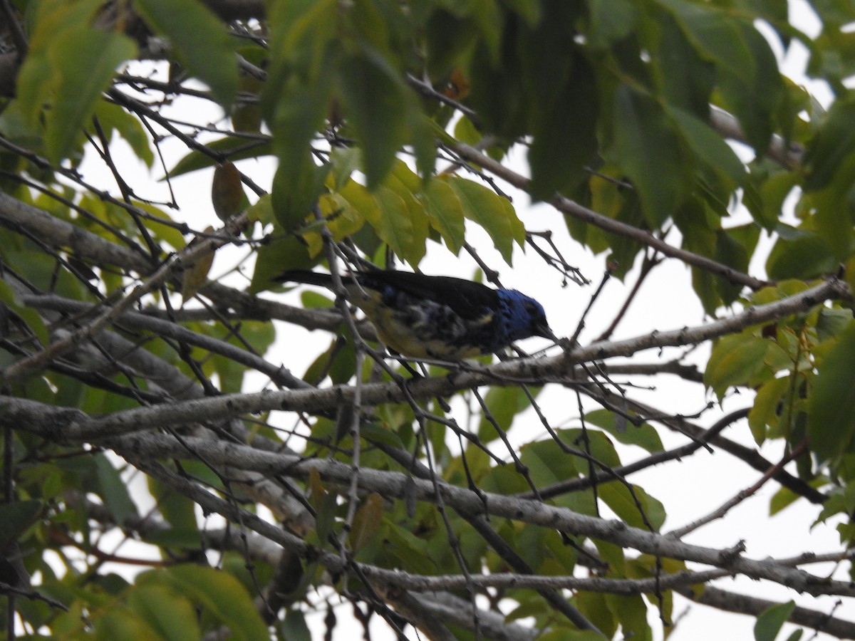 Turquoise Tanager - ML645838551