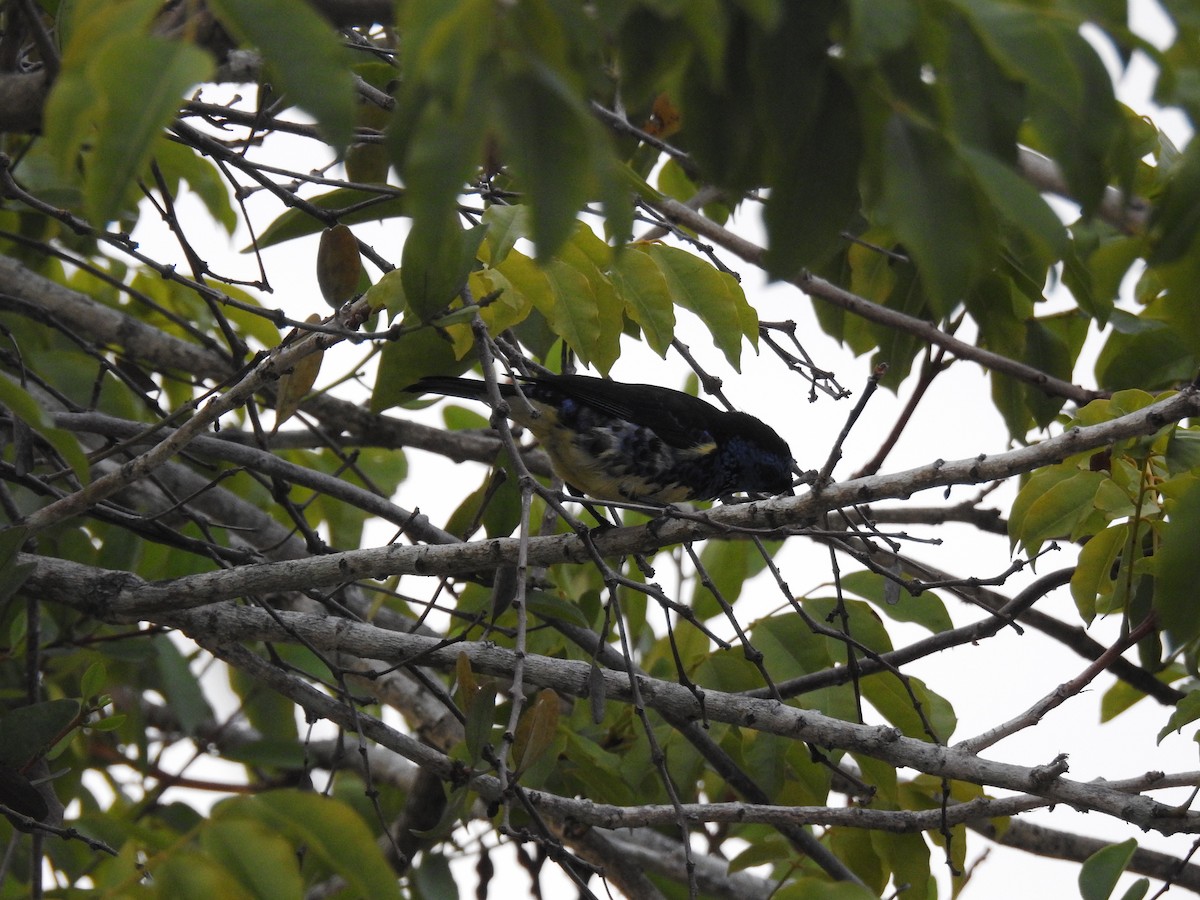 Turquoise Tanager - ML645838552