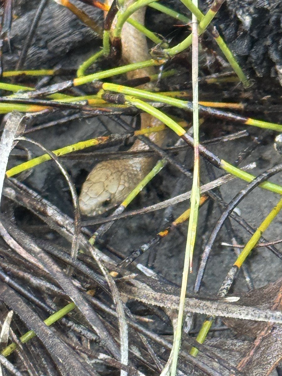 Bardick - ML645838560