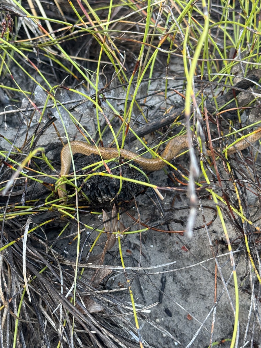 Bardick - ML645838561