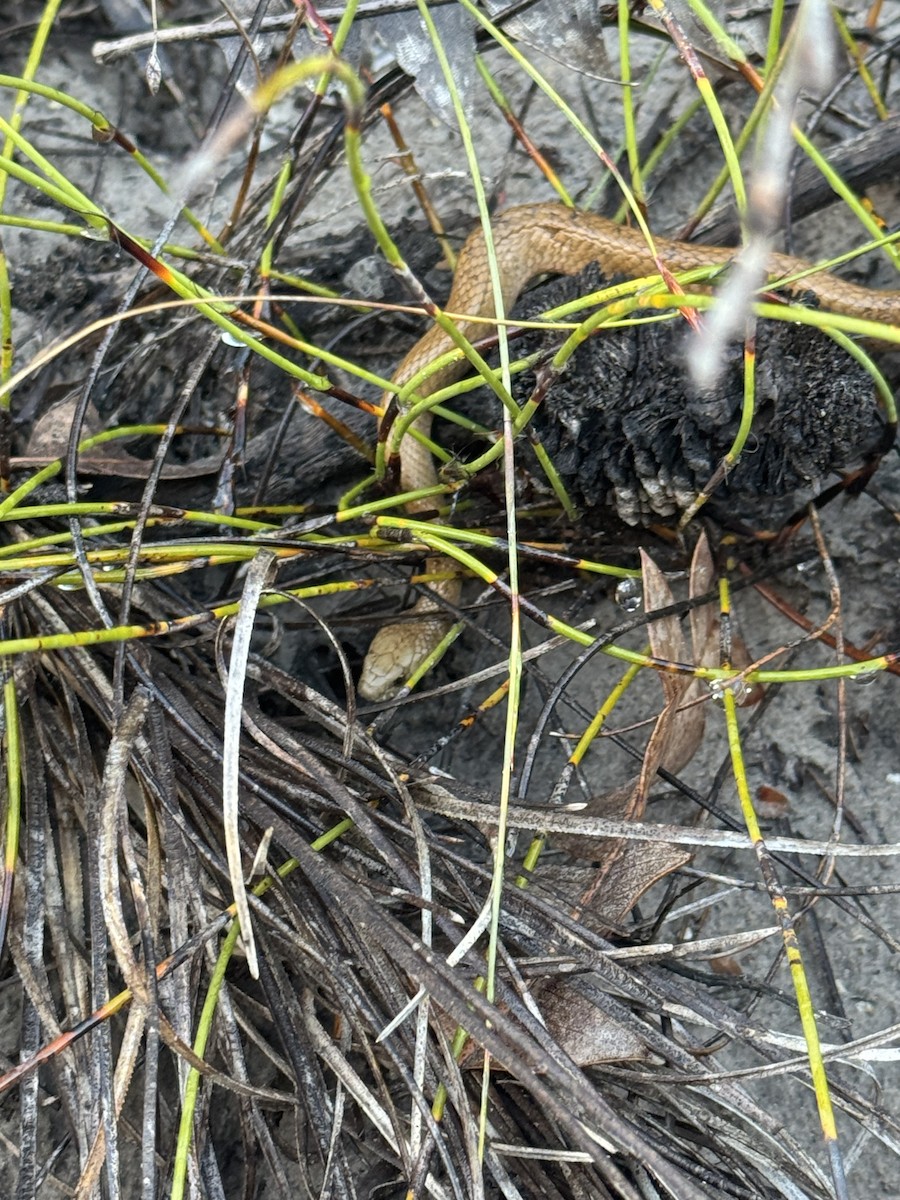 Bardick - ML645838562