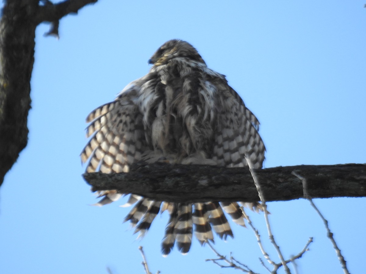 Cooper's Hawk - ML645838564
