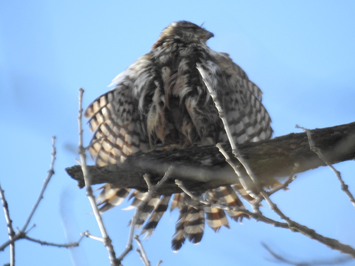 Cooper's Hawk - ML645838565