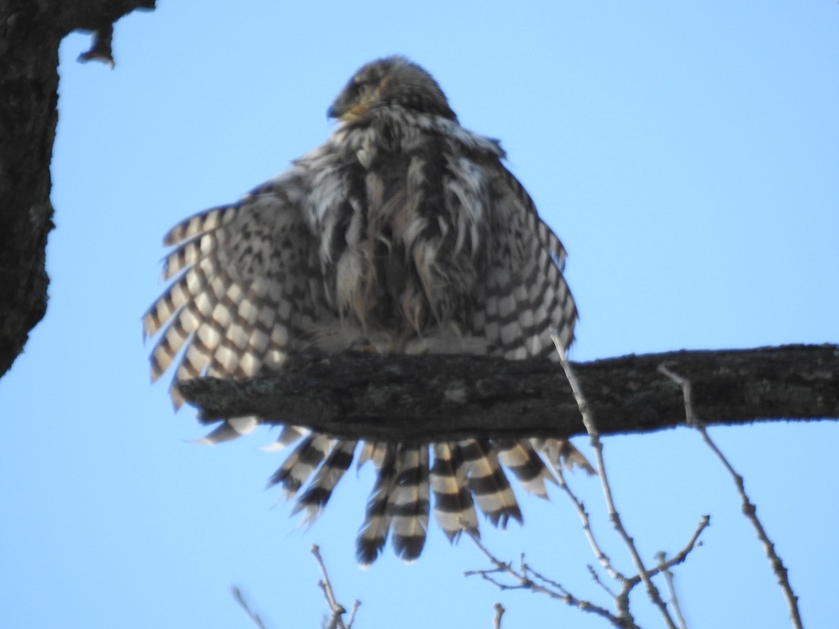 Cooper's Hawk - ML645838566