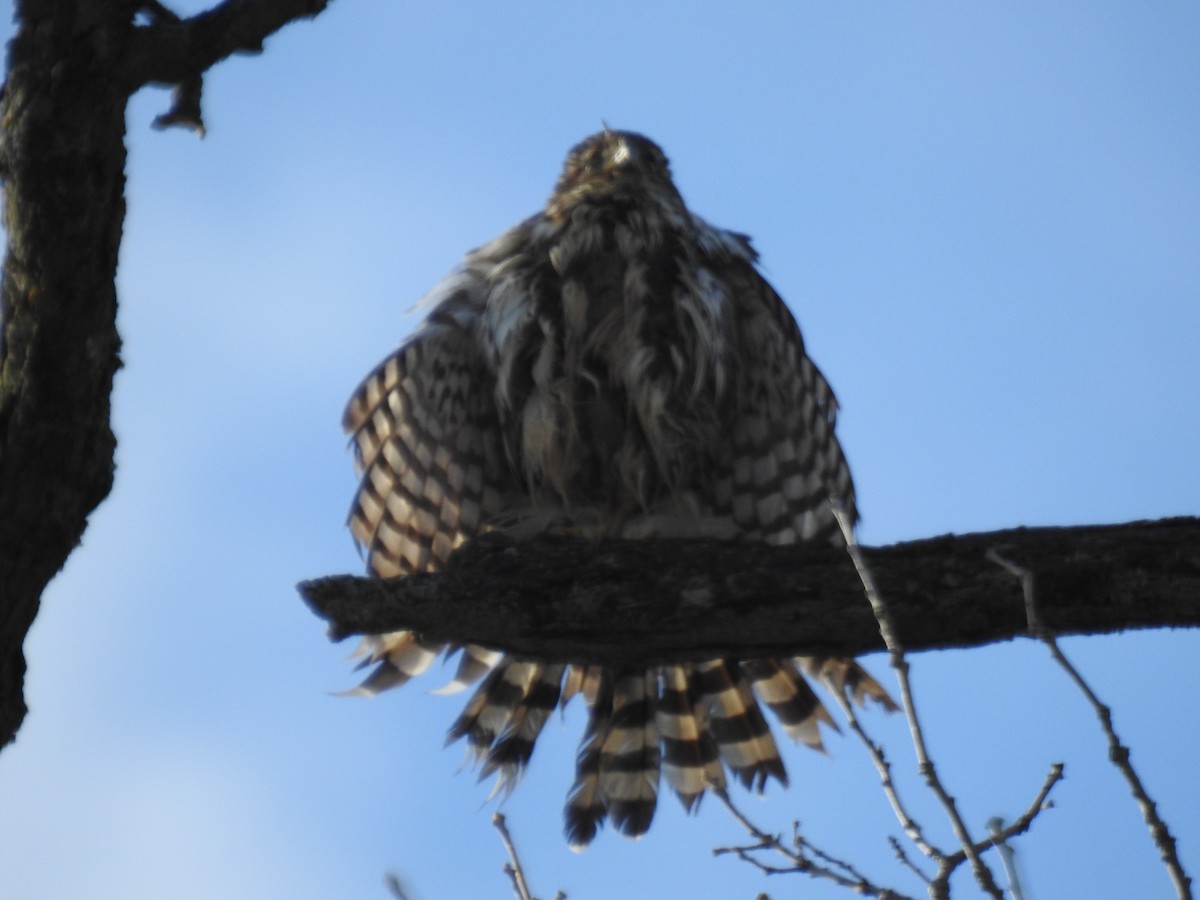 Cooper's Hawk - ML645838567