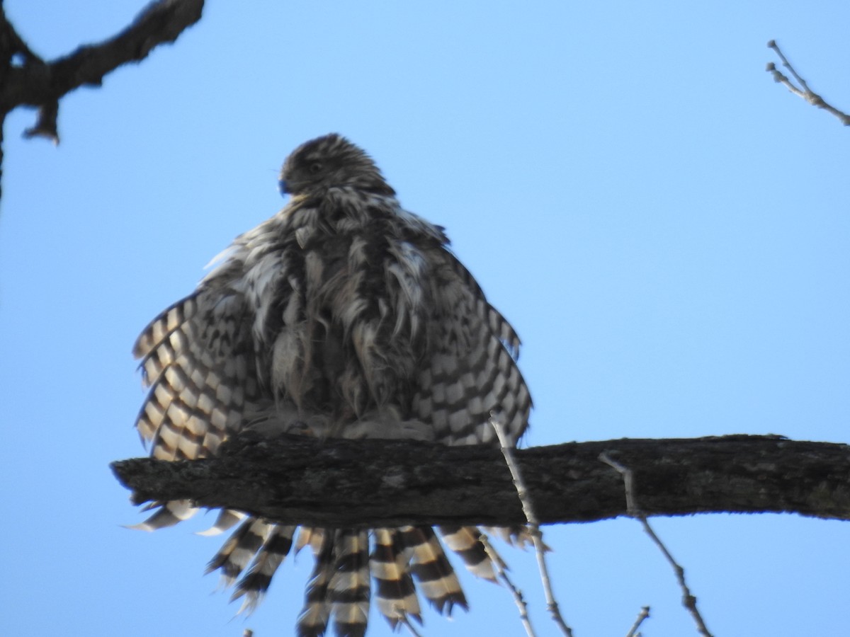 Cooper's Hawk - ML645838568