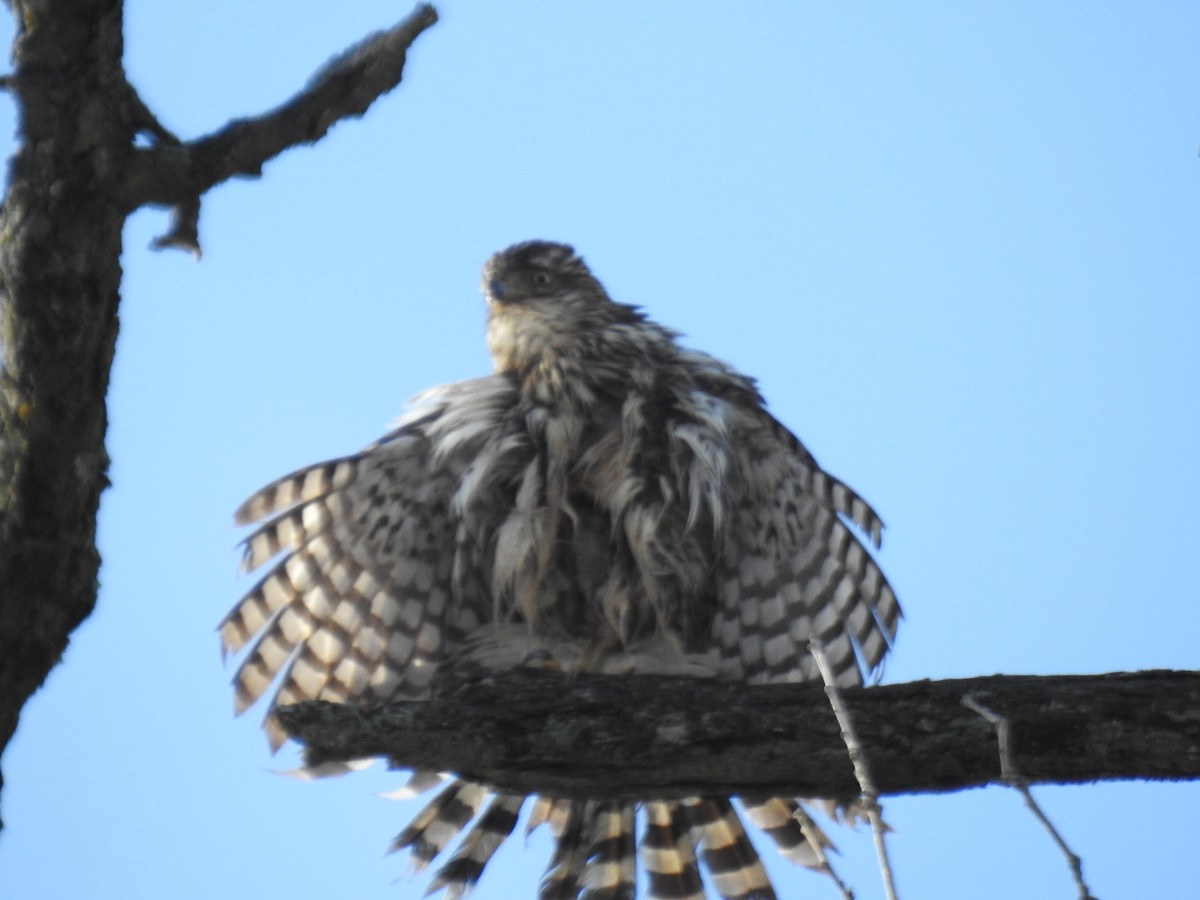 Cooper's Hawk - ML645838569