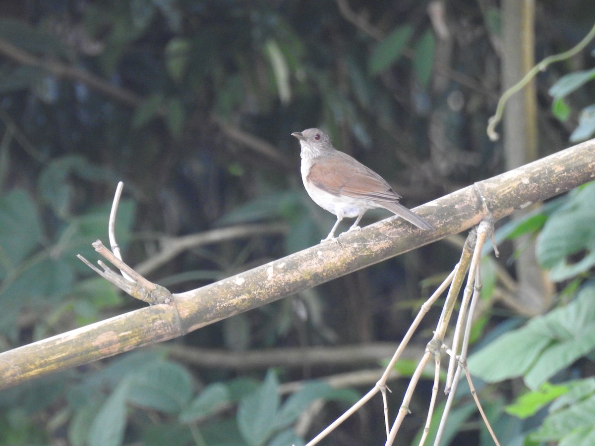 Pale-breasted Thrush - ML645838576