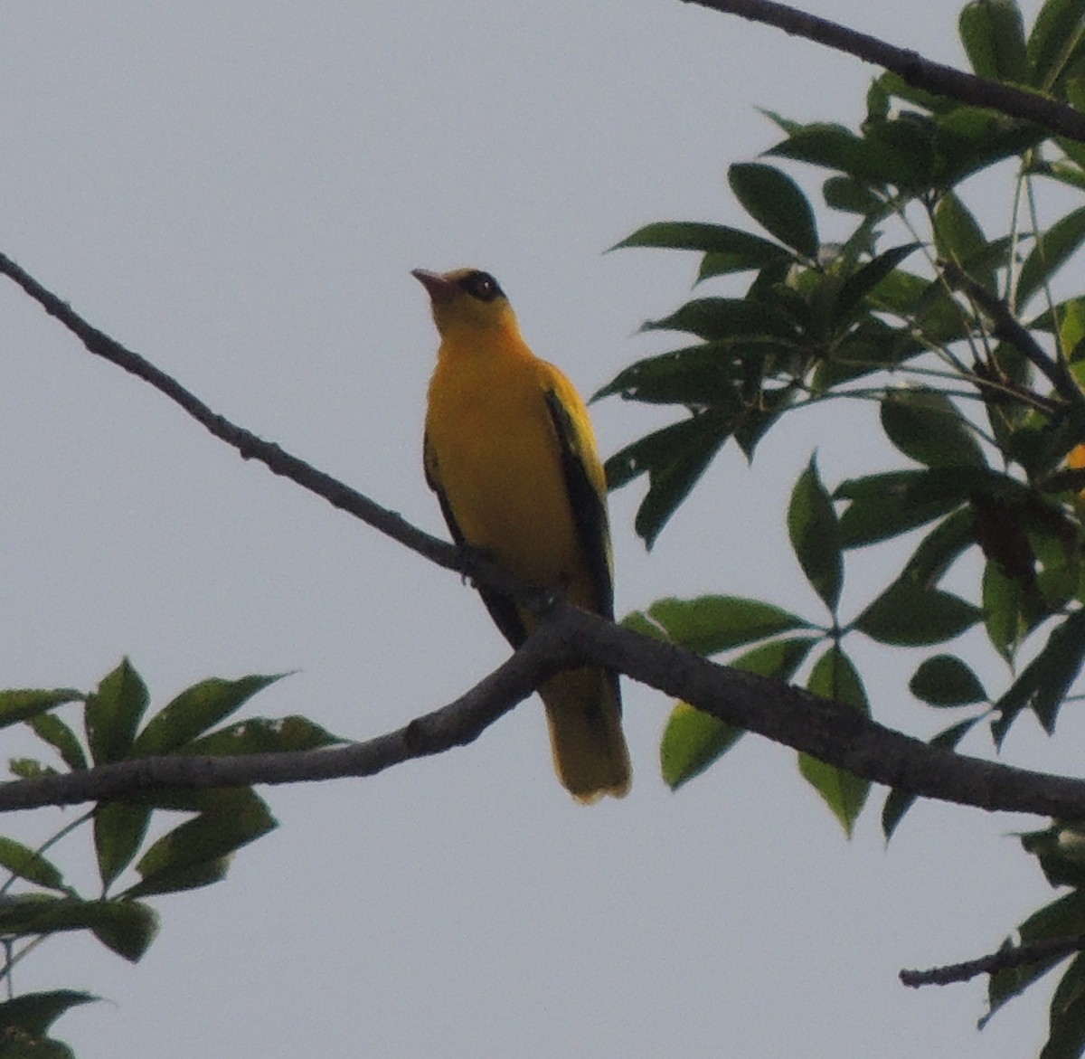 アフリカコウライウグイス - ML645838581