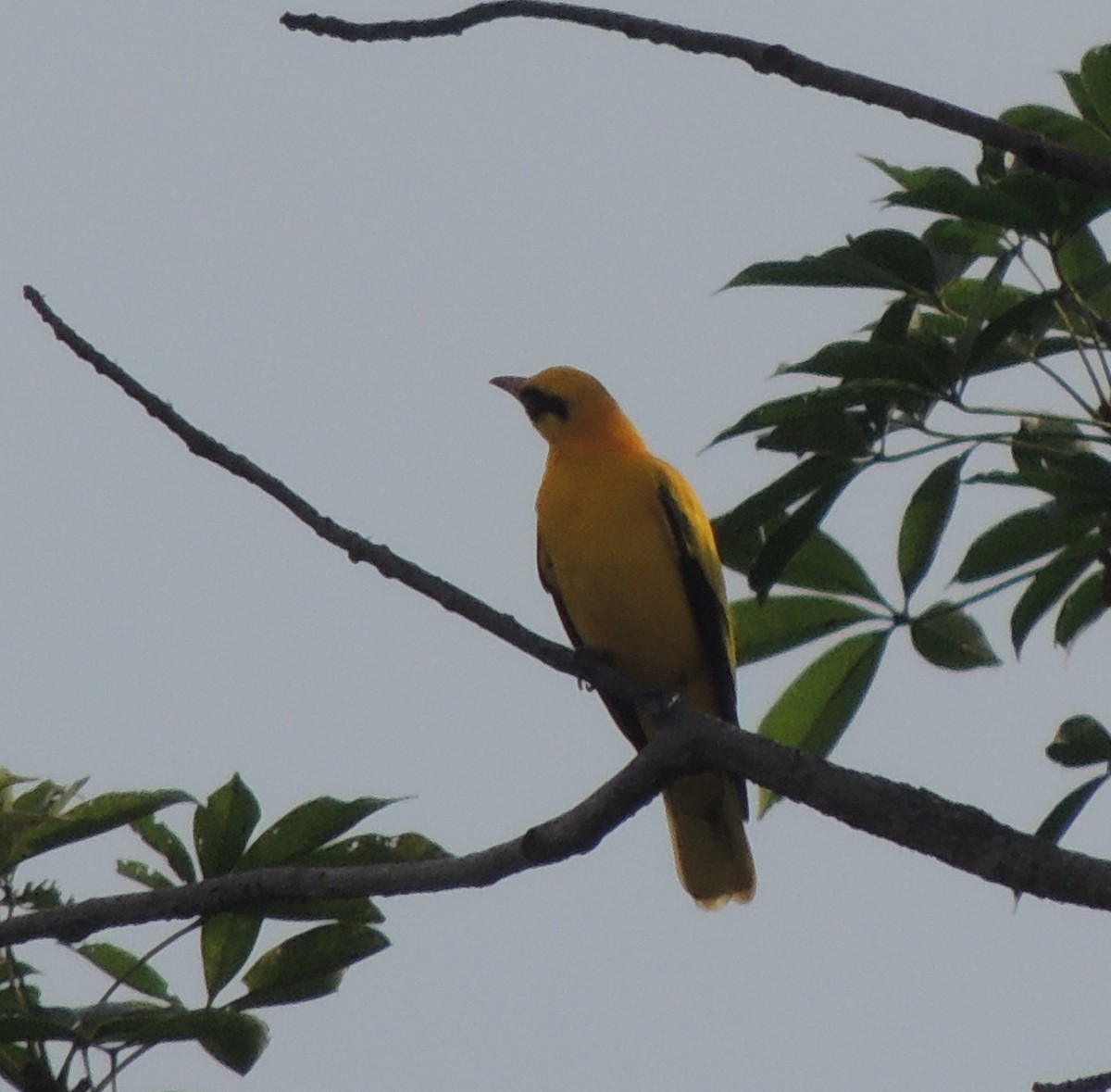 アフリカコウライウグイス - ML645838582