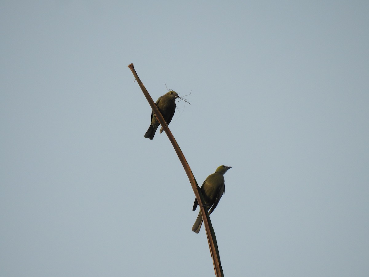 Tangara Palmera - ML645838583