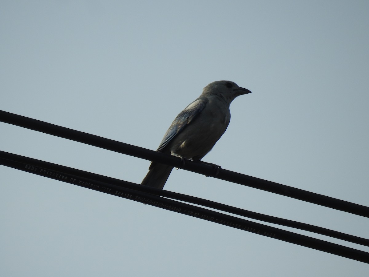 Tangara Palmera - ML645838587