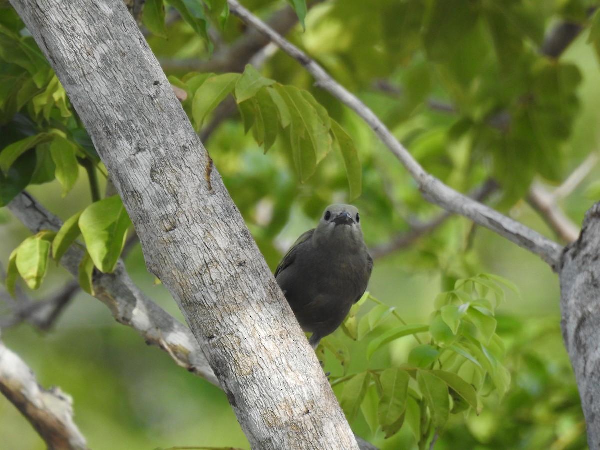 Tangara Palmera - ML645838588