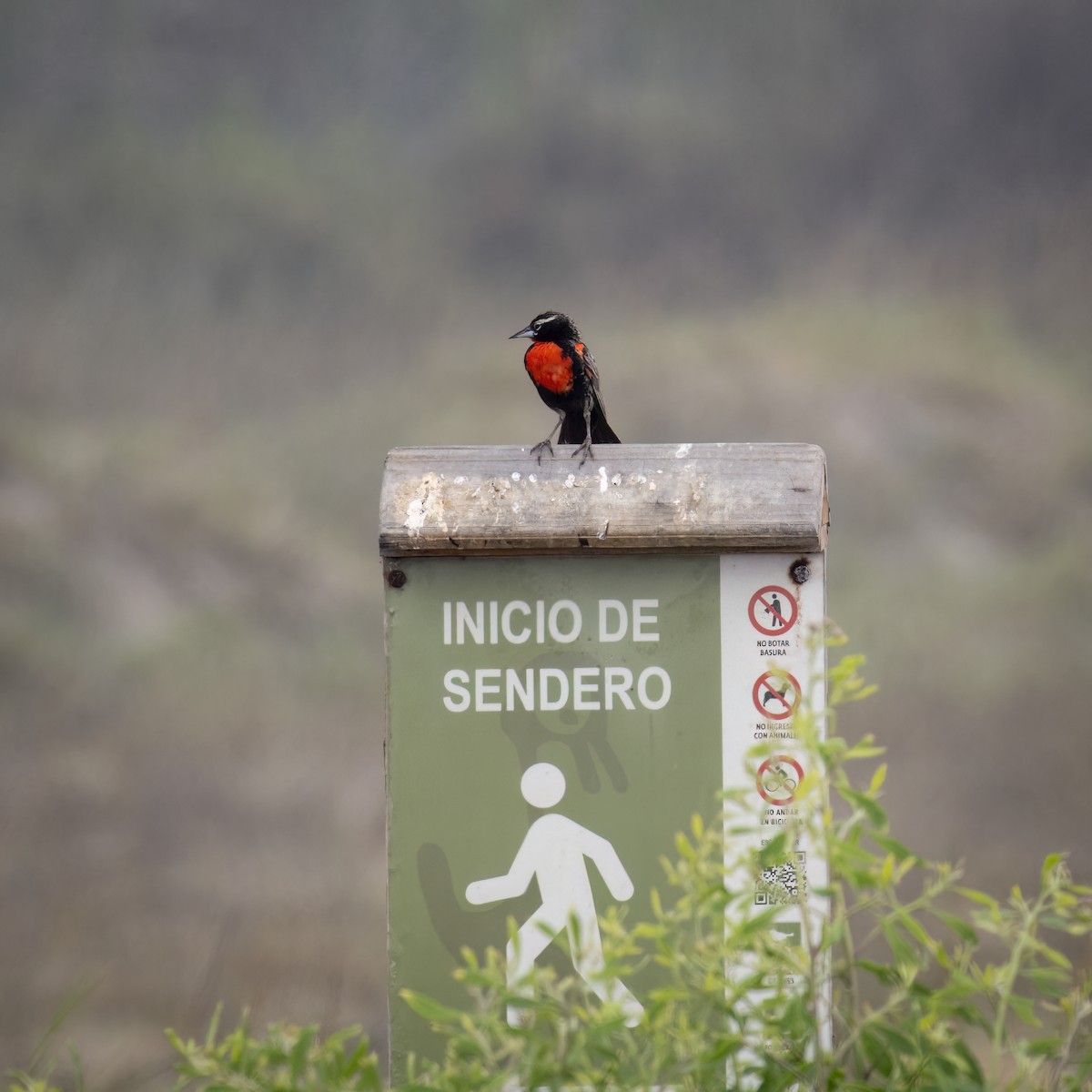 Peruvian Meadowlark - ML645838589