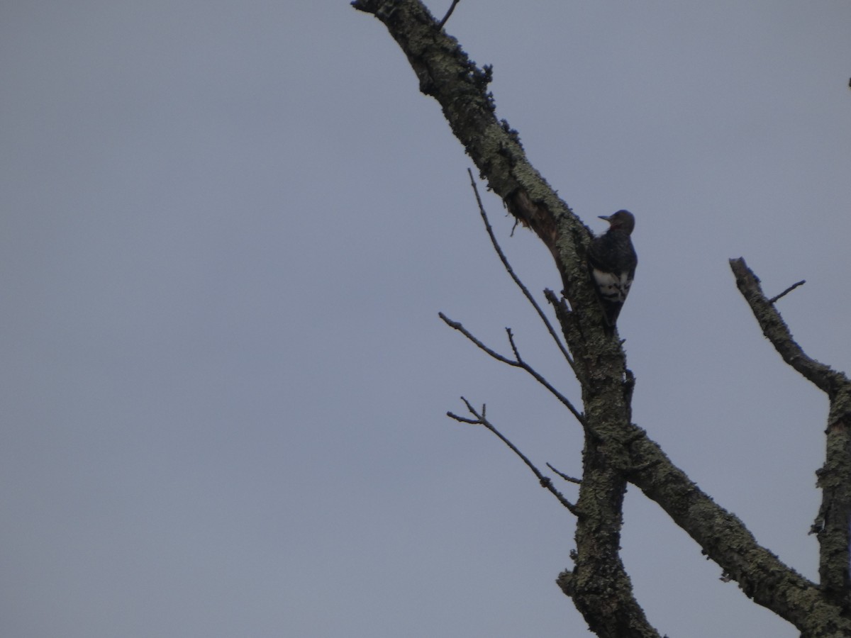 Red-headed Woodpecker - ML645838594