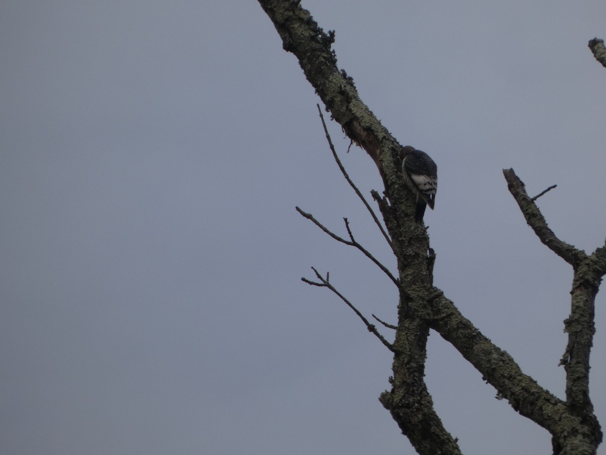 Red-headed Woodpecker - ML645838595