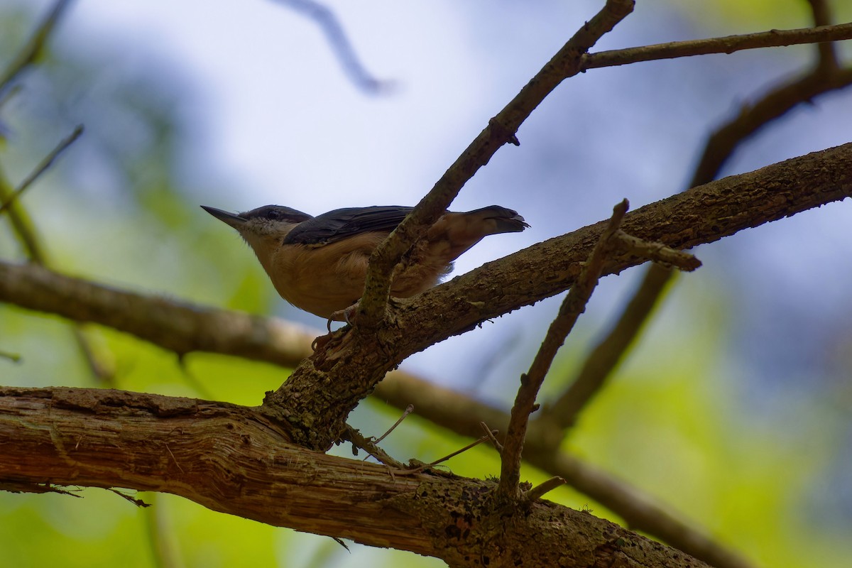 Eurasian Nuthatch - ML645838596
