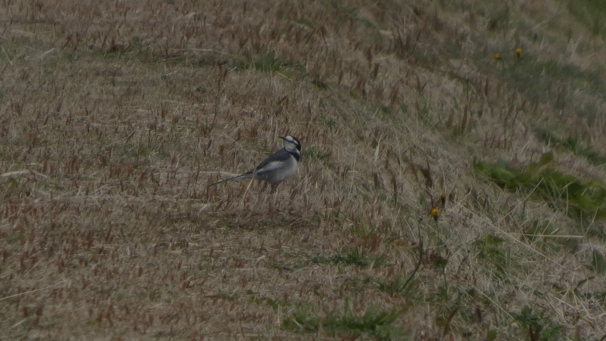 Bergeronnette grise - ML645838597