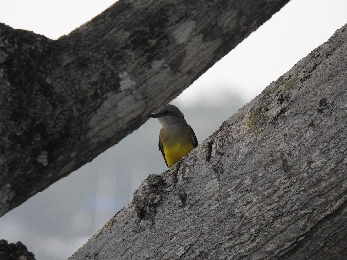 Tropical Kingbird - ML645838599