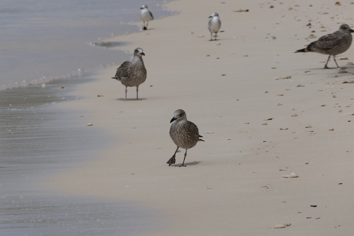 Lesser Black-backed Gull - ML645838604