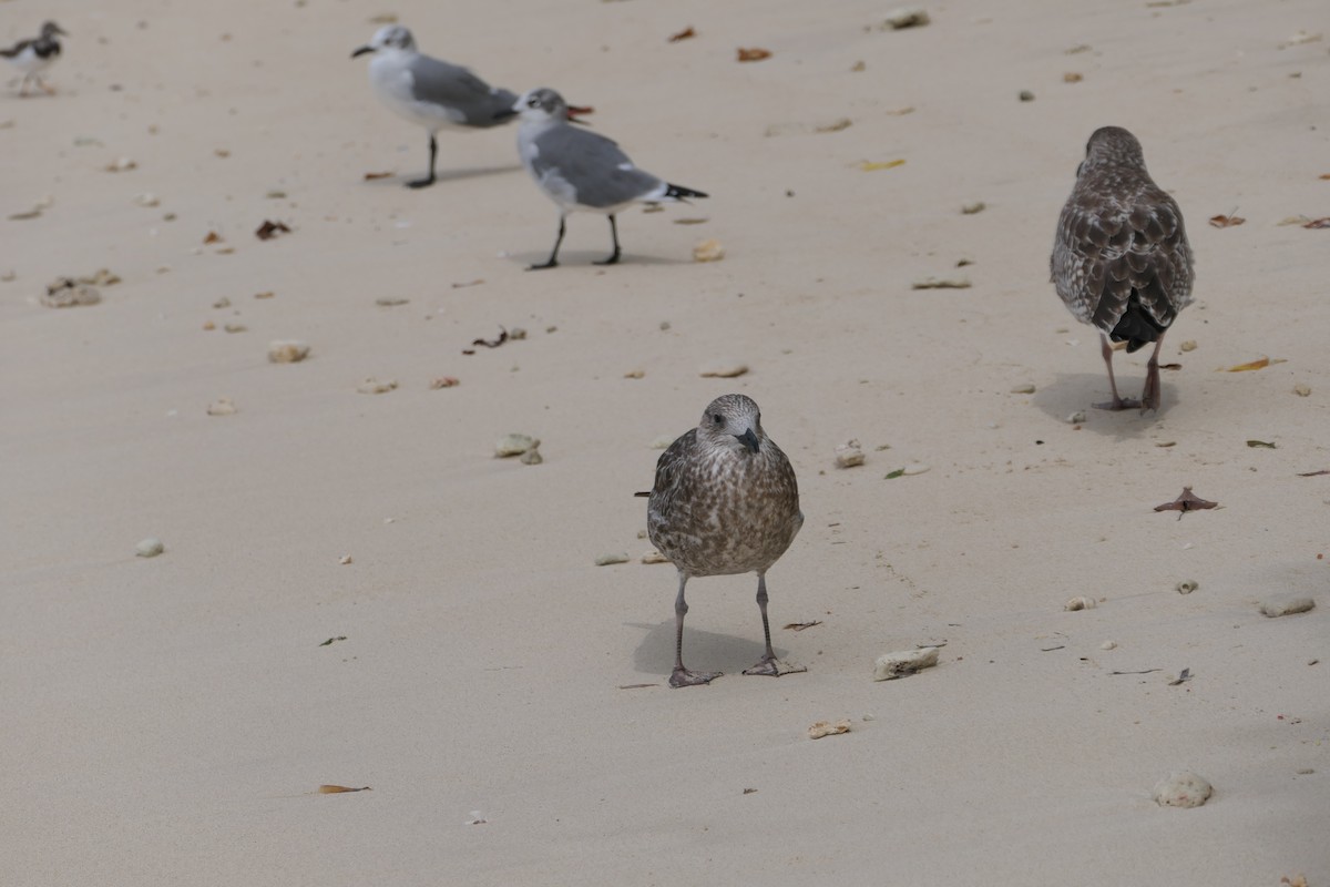 Lesser Black-backed Gull - ML645838605