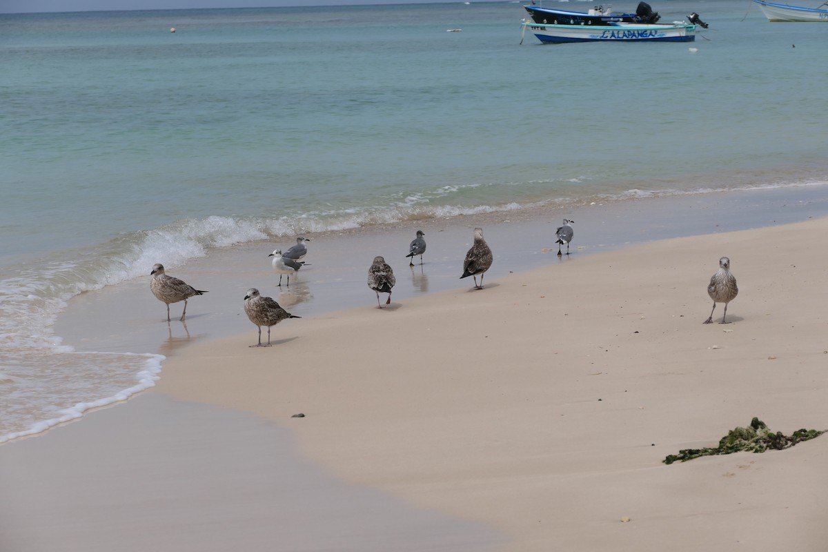 Lesser Black-backed Gull - ML645838606