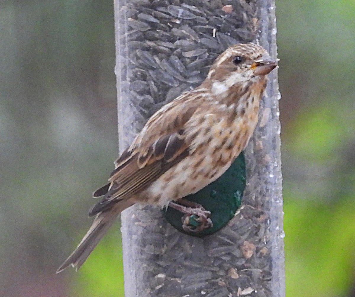 purpurfink - ML645838607