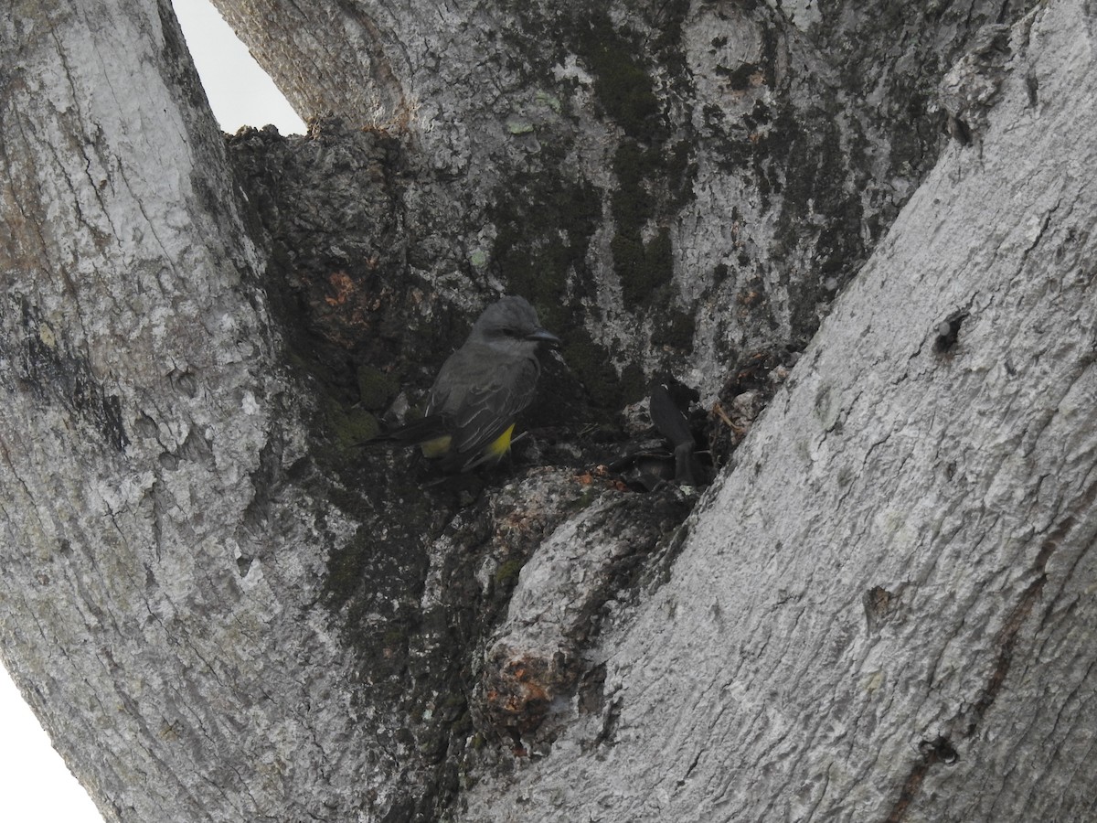 Tropical Kingbird - ML645838608